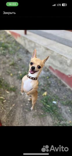 Вязка митис