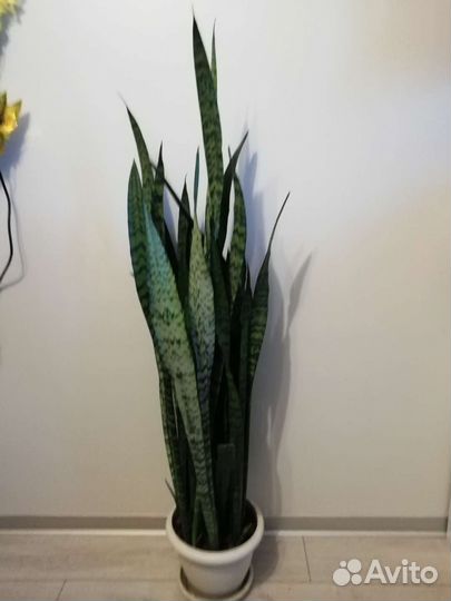 Растение Сансевиерия