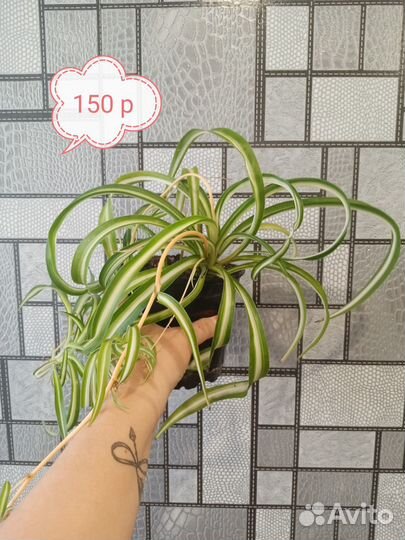 Комнатные растения цветы