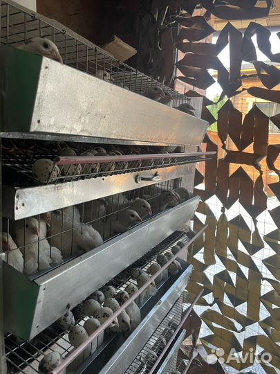 Яйца перепелиные и куриные домашние