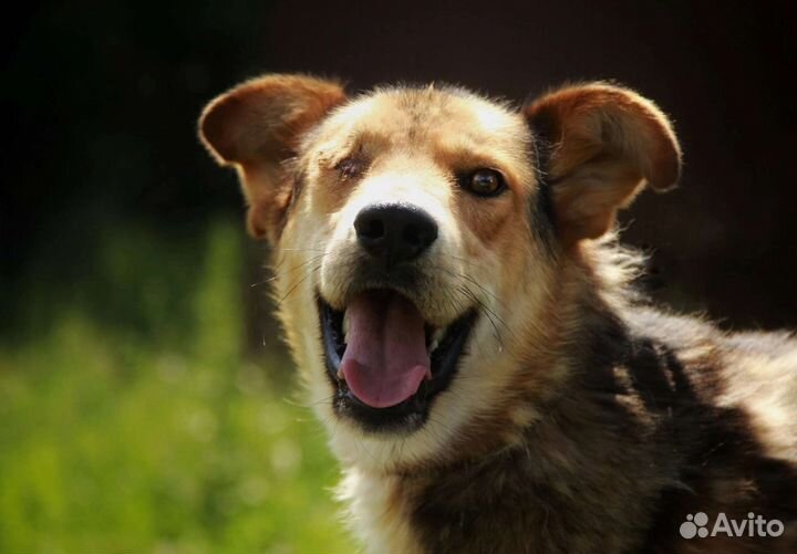 Собака в добрые руки