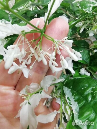 Райтия религиозная вариегатная отводки