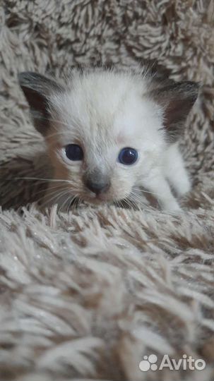 Тайские котята