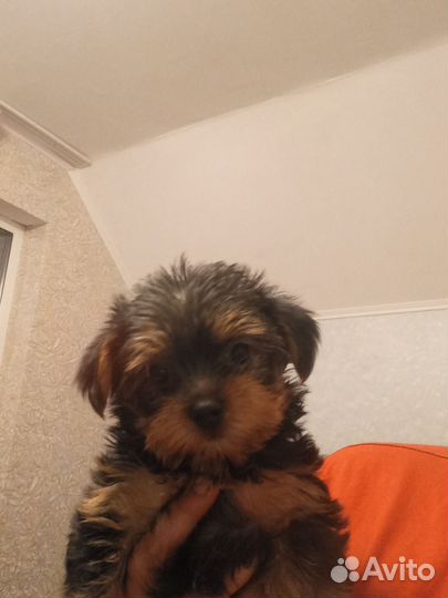 Йоркширский терьер