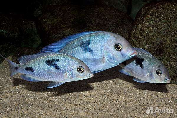 Цихлида дельфин