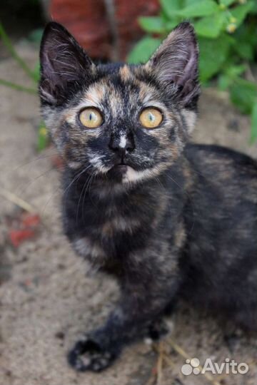 Последний шанс