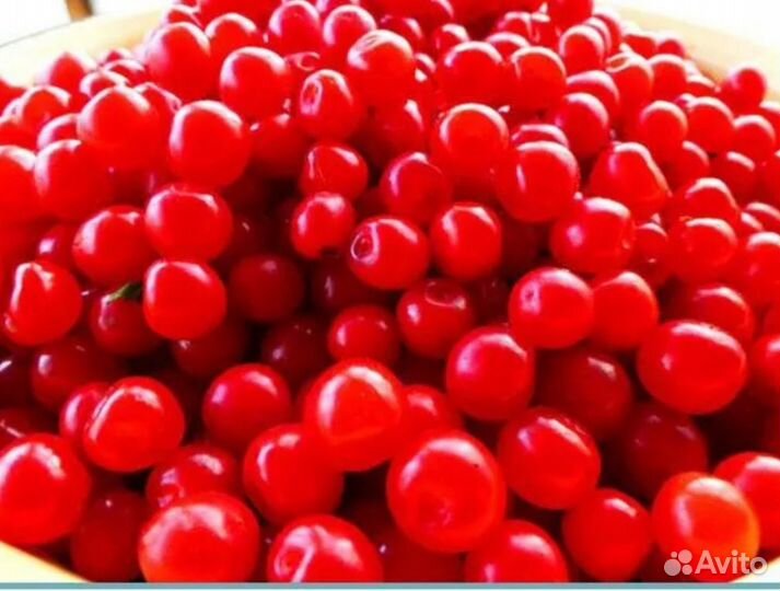 Вишня войлочная, вишня на ножке