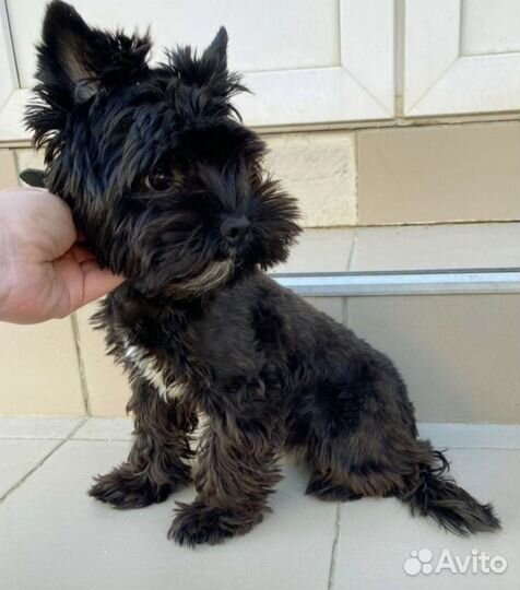Йоркширский терьер мини черный девочка