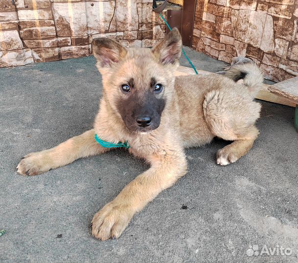 Щенок двортерьера примерно 2 месяца