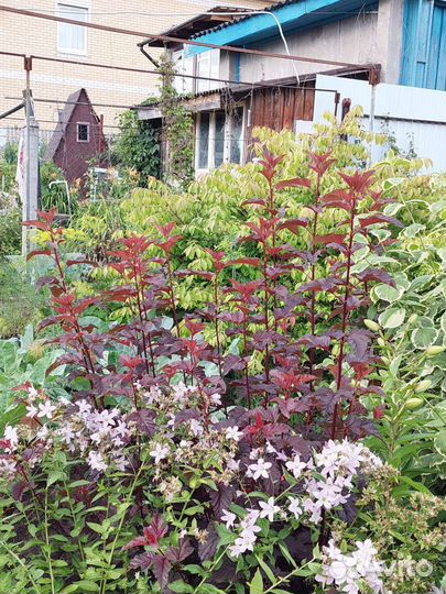 Пузыреплодник