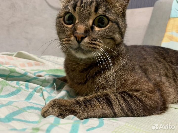 Кошка в дар бесплатно