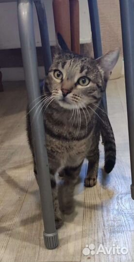 Стерилизованная молодая кошка в добрые руки