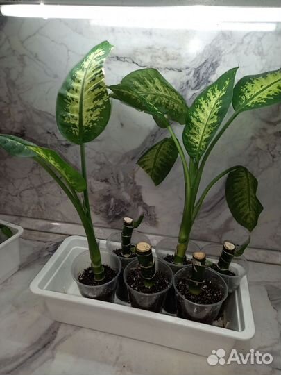 Диффенбахия