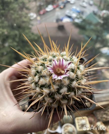 Кактус stenocactus lloydii