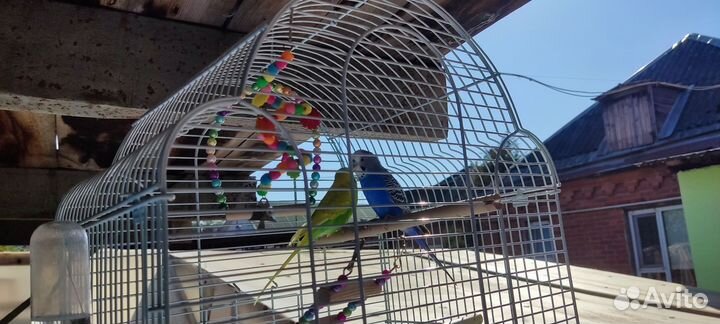 Волнистые попугаи