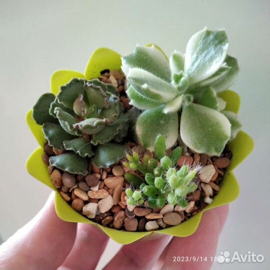 Мини -садик