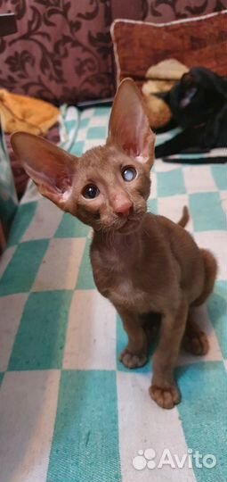 Ориентальные котята