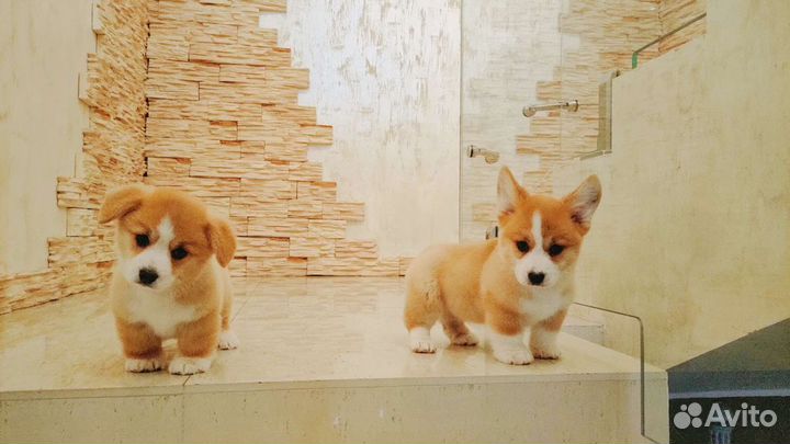 Вельш корги пемброк