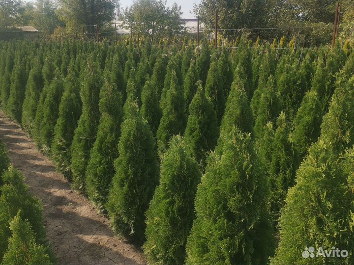 Туя Смарагд 1.3-1.4 м