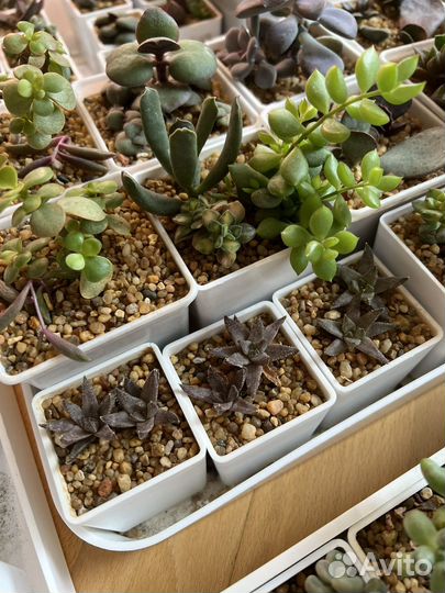 Суккуленты в горшочках с грунтом