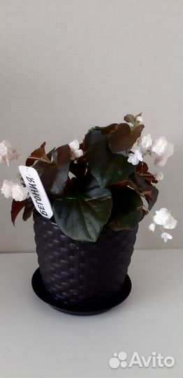 Бегония вечноцветущая махровая