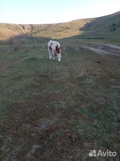 Корова, лошадь