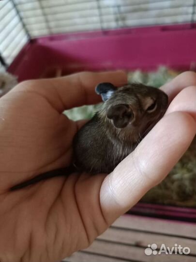 Чилийская белка дегу