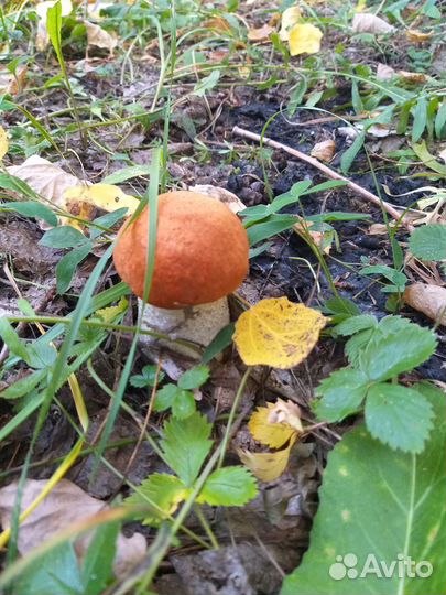 Грибы Красноголовики свежие