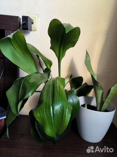 Цветы (за оба вместе)