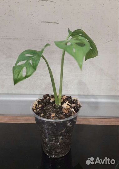 Монстера манки маск