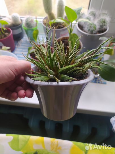 Суккуленты хавортия