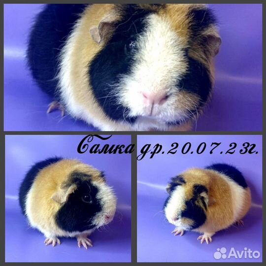 Морские свинки из Питомника (самки)