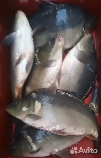 Живая рыба карп, сазан, карась, толстолоб и амур