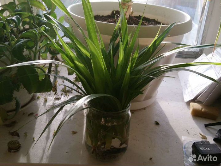 Красивый цветок