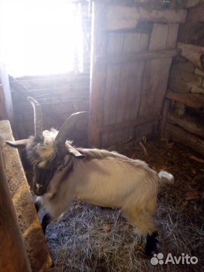 Продается козел 6месяцев