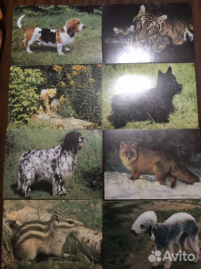 Открытки СССР