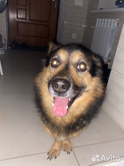 Передержка животных