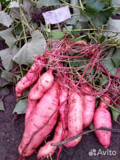 Черенки батата