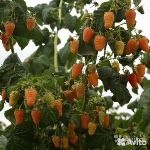 Малина саженцы сорт оранжевое чудо