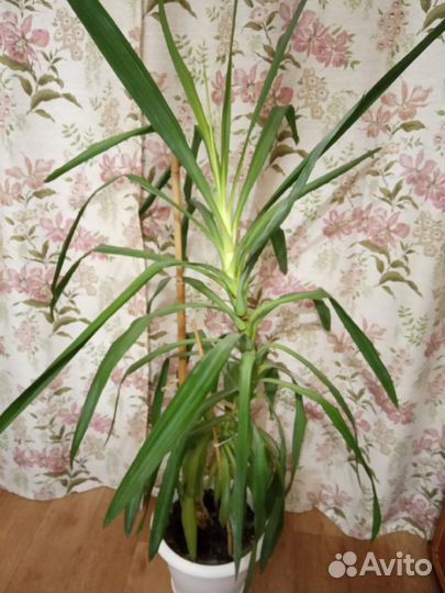 Пальма юкка