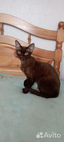 Кот девон-рекс