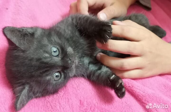 Шотландская девочка