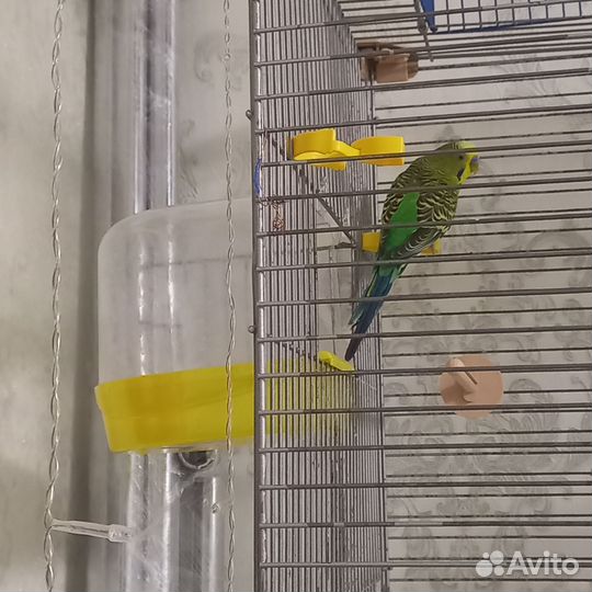 Клетка для попугаев