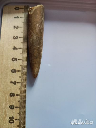 Белемниты чертовы пальцы