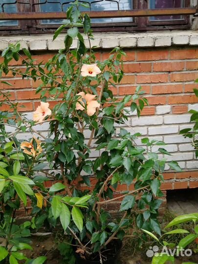 Гибискус Китайская роза