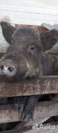 Хряк на племя