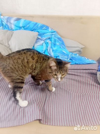 Трехцветный котенок мальчик