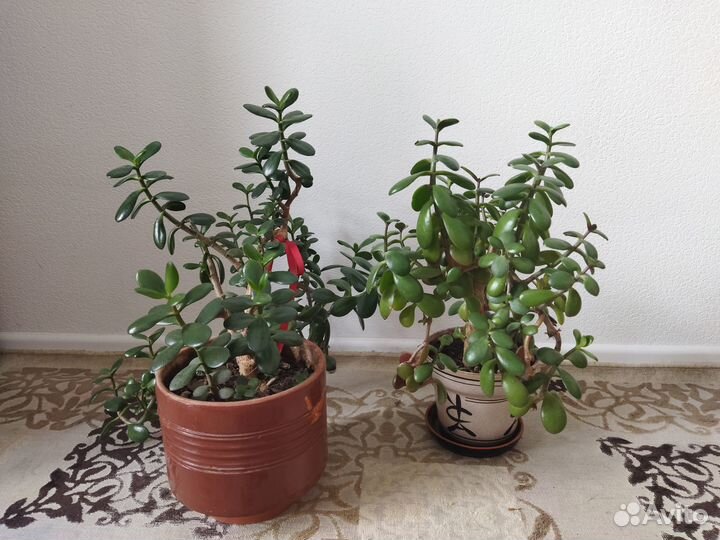 Комнатные растения цветы