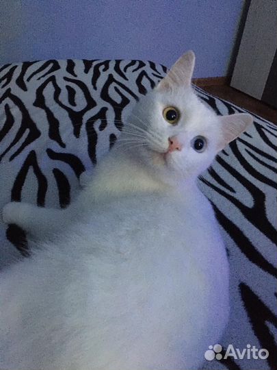 Кошечка молодая