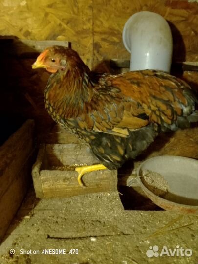 Петух Виандот